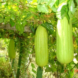 «Zucchini-Washcloth» - Organic Luffa Seeds
