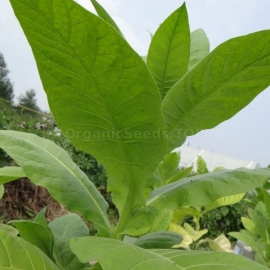 3" Heirloom Tobacco Seeds Herb "AMERICAN 