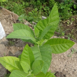 «American 26» Heirloom Tobacco Seeds