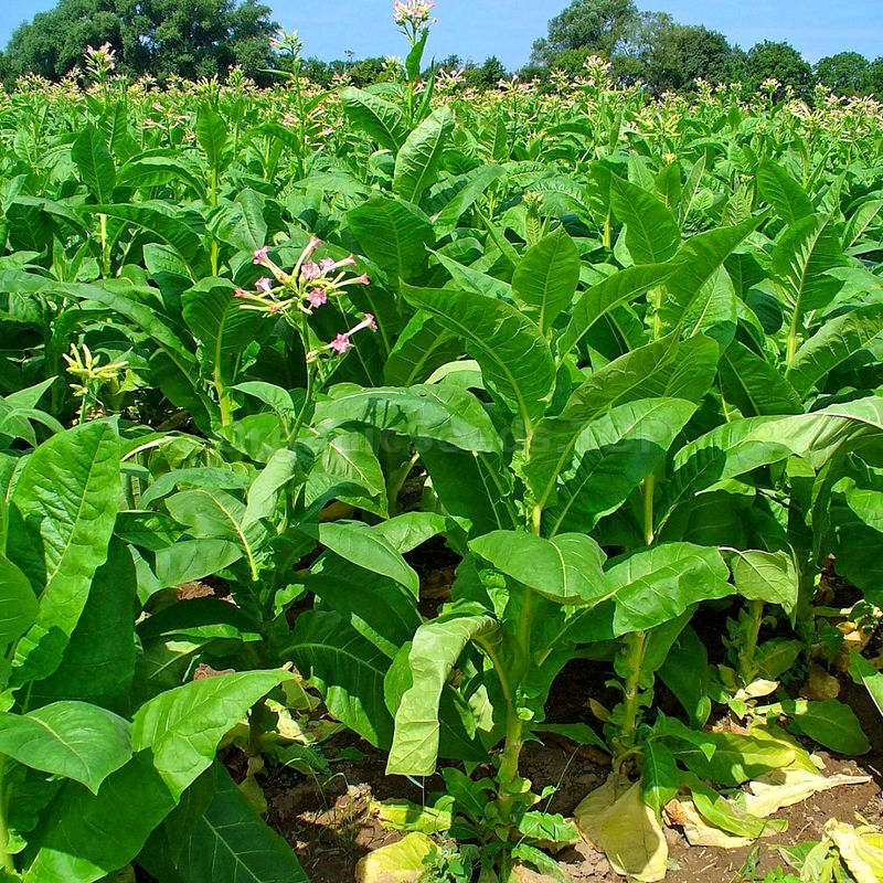 «American 63» Heirloom Tobacco Seeds Shipping is free for orders over €50