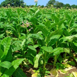 «American 63» - Organic Tobacco Seeds