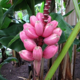 Hairy Banana Seeds (Musa Velutina)
