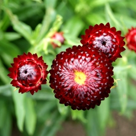 «Scarlet» - Organic Helichrysum Seeds