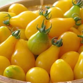 «Yellow pear» - Organic Tomato Seeds