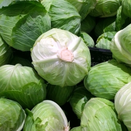 «Slavia» - Organic Cabbage Seeds