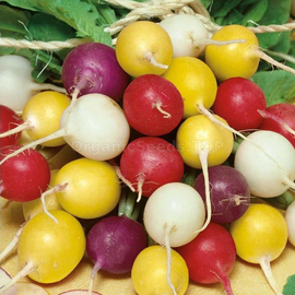 «Easter eggs» - Organic Radish Seeds