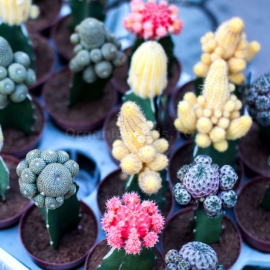 «Prickly mix» - Rare cactus Seeds