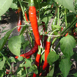 «Westland» - Organic Pepper Seeds