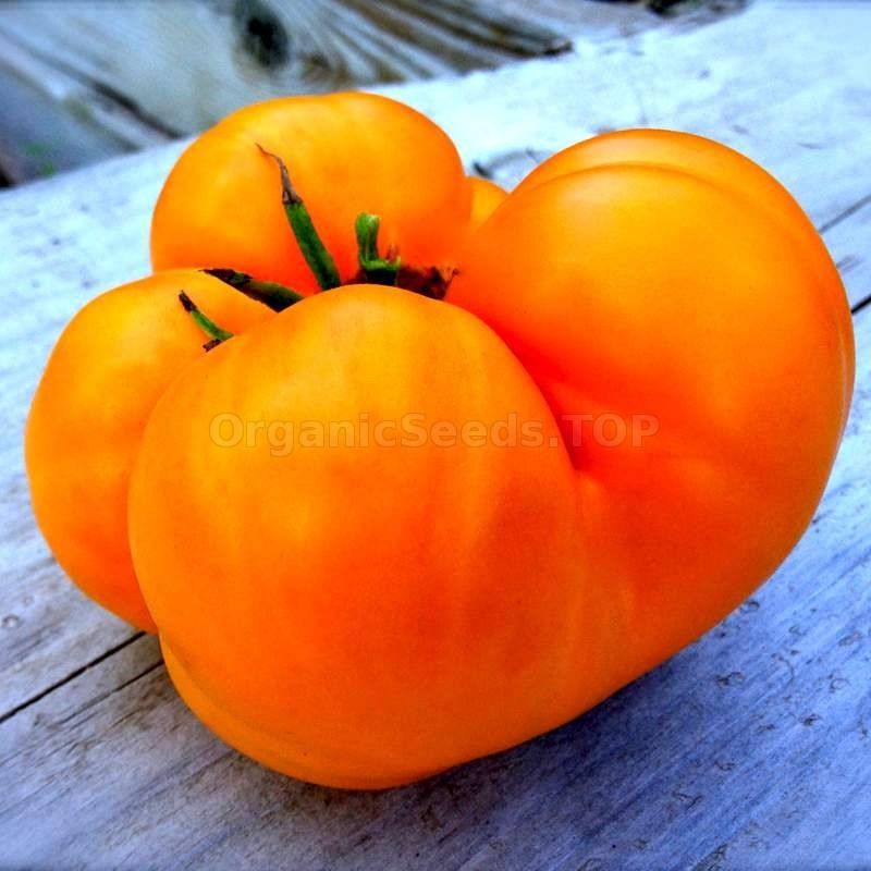 Amana Orange Organic Tomato Seeds Shipping Is Free For Orders