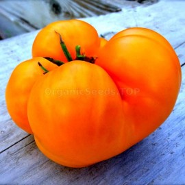 «Amana Orange» - Organic Tomato Seeds