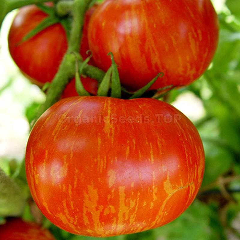 Orange Zebra» - Organic Tomato Seeds - ❀ Shipping is free for orders over  €50