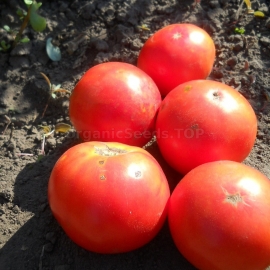 «Stone Flower» - Organic Tomato Seeds