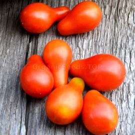 «Red Pear» - Organic Tomato Seeds