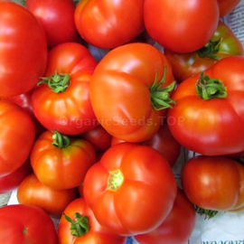 «Snowdrop» - Organic Tomato Seeds