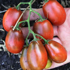«Chocolate bunny» - Organic Tomato Seeds