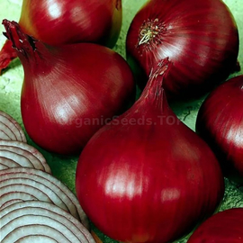 «Red Baron» - Organic Onion seeds