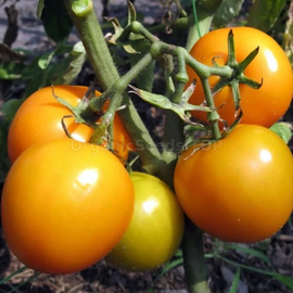 «Ozharovsky gold» - Organic Tomato Seeds
