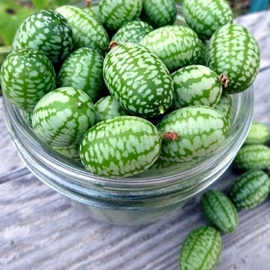 100 Organic CUCAMELON Melothria Scabra 2021 Seeds Samen Semi Sementi  Semillas Graines Nasiona Zaad Zaden Sementes Siemenet Frø S…