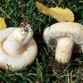 «White wave» (Lactarius pubescens) - Organic Mushroom's Dry Mycelium