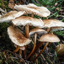 «Common Garlic» (Marasmius scorodonius) - Organic Mushroom's Dry Mycelium