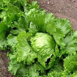«Iceberg» - Organic Salad Seeds