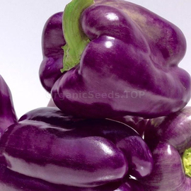 «Purple Haze» - Organic Pepper Seeds