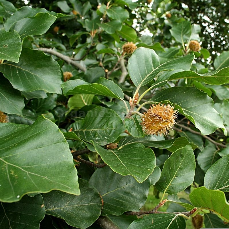 Organic Purpleleaf Beech Seeds (Fagus sylvatica) -  Shipping is free for  orders over 100