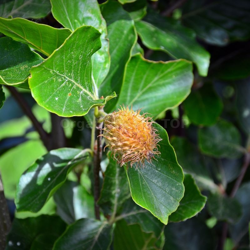 elefantenfu temperatur drauen Beaucarnea Nolina recurvata