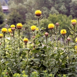 «Giant» - Organic Cornflower Seeds