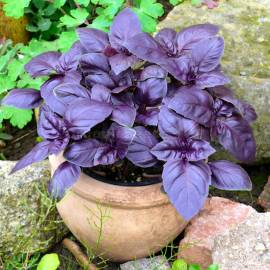 «Purple King» - Organic Basil Seeds