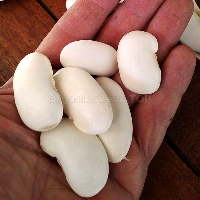 2 Free.Grow your own.Rare Gigantes beans.Giant Butter beans 14 Organic seeds