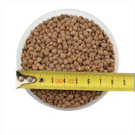 Organic Lentil Seeds (small-seeded)