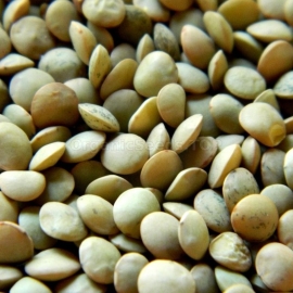 «Greeny» - Organic Lentil Seeds
