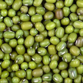 Organic Mungbean Seeds (Vigna Radiata)