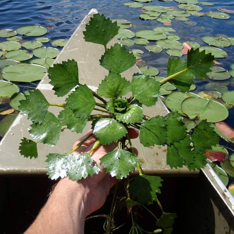 «Bull Horn» Water Caltrop Seeds Shipping is free for orders over €50