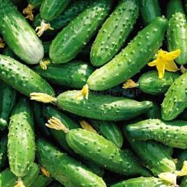 «Dzherelo» - Organic Cucumber Seeds