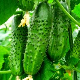 «Nezhinsky» - Organic Cucumber Seeds