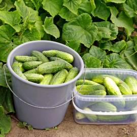 «Dalnevostochnyy» - Organic Cucumber Seeds