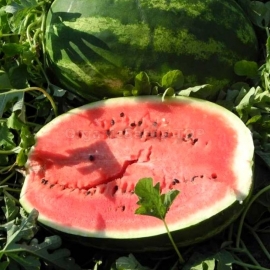 «Nikopol» - Organic Watermelon Seeds