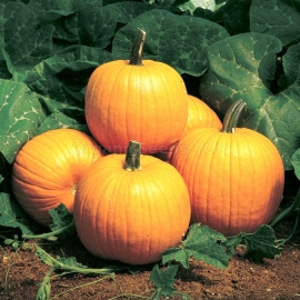 «Folk» - Organic Pumpkin Seeds