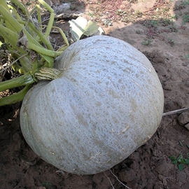 «Roll» - Organic Pumpkin Seeds