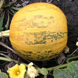 «Lola» - Organic Pumpkin Seeds