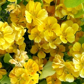 «Golden Shine» - Organic Garden Nasturtium Seeds