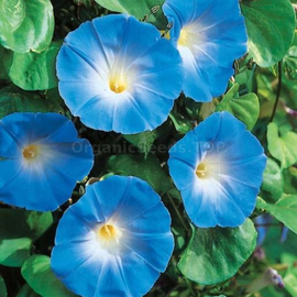 «Blue» - Organic Ipomoea Seeds