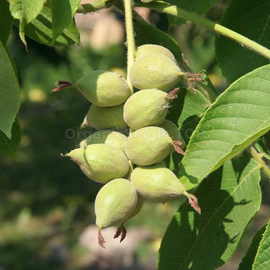 Organic monkey nuts (Juglans mandshurica)