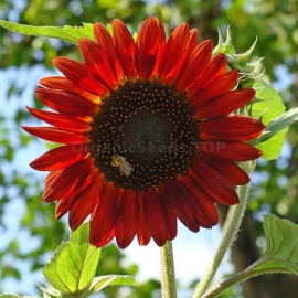 «Red Sun» - Organic Sunflower Seeds