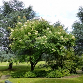 Organic Tree Lilac Seeds (Syringa Amurensis)