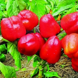 «Shorok-Shar» - Organic Pepper Seeds
