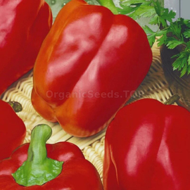 «Palan Babura» - Organic Tomato Seeds