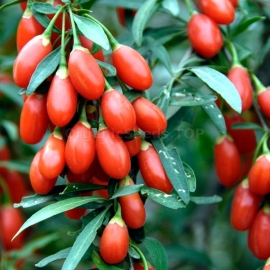Organic Tibetan Goji Berry Seeds (Lycium barbarum)